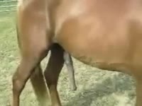 Giant horse cock left hanging in horse porn